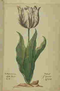 tulip01-s